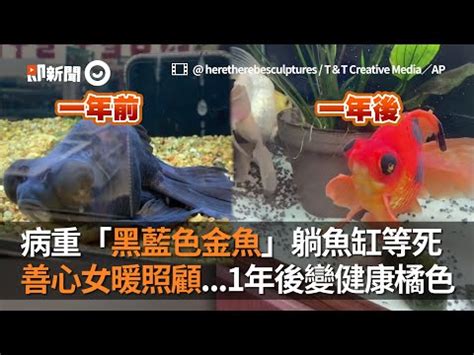 黑色黑牡丹金魚|黑牡丹金魚養殖指南